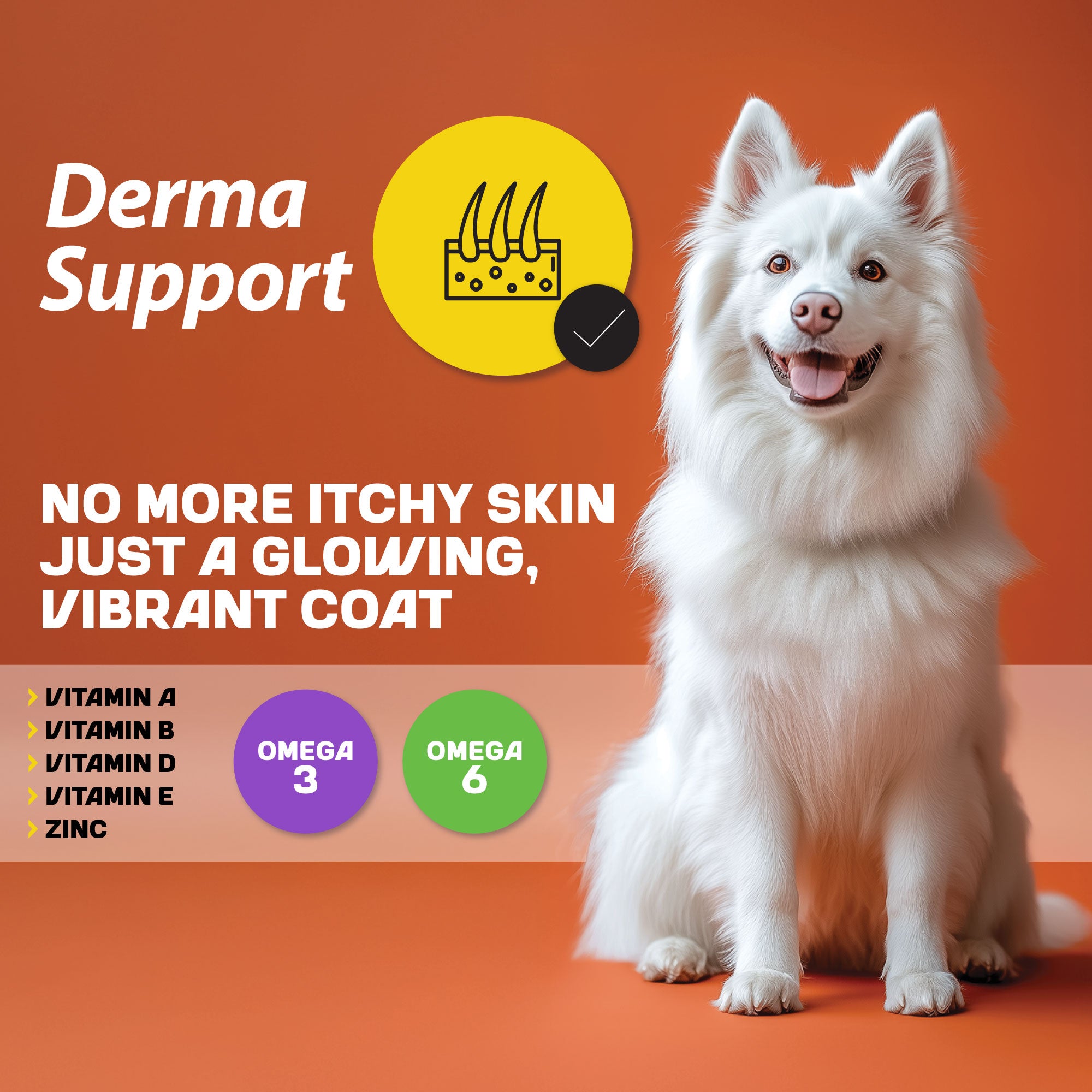 A white dog sitting next to an infographic about derma support, detailing its benefits and nutritional aspects.