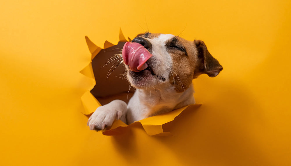 Dog sticking its head through a paper sunhole on a yellow background.