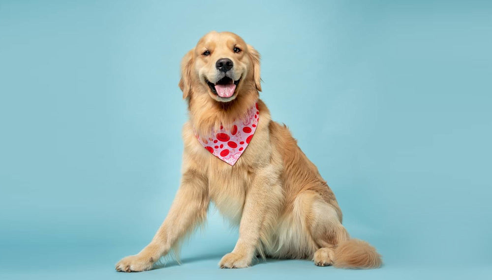 Golden retriever wearing a red bandana with white polka dots on a blue background.