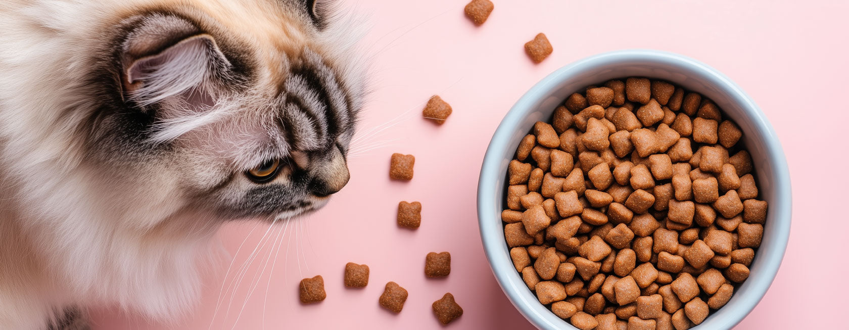Cat looking at a bowl of dry cat food on a pink background.