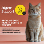 An infographic detailing information about cats' digest support elements.