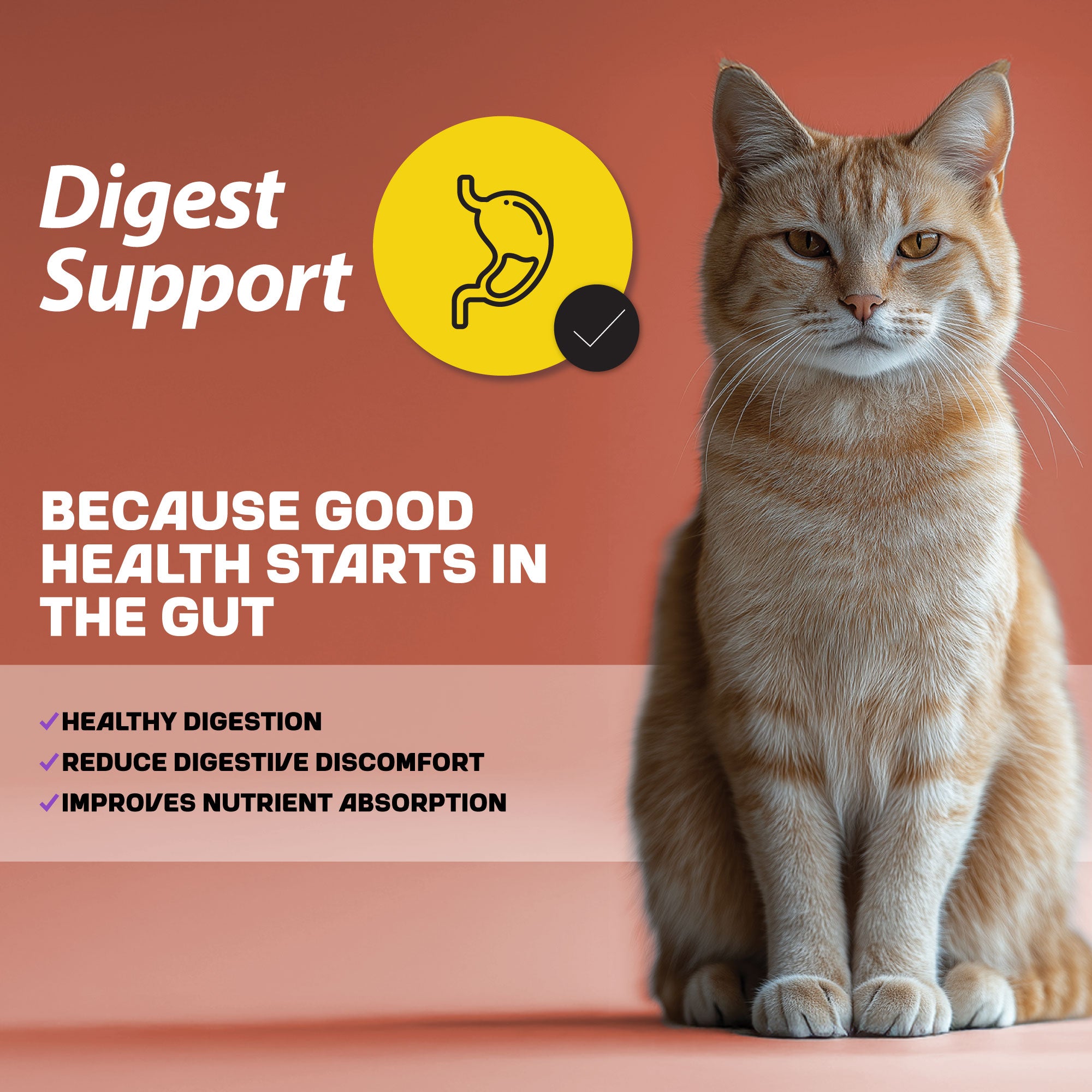 An infographic detailing information about cats' digest support elements.