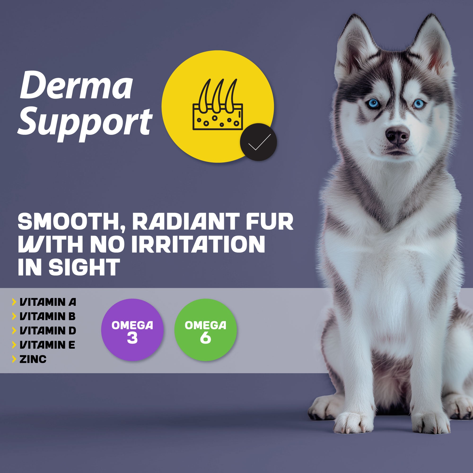 A husky dog sitting next to an infographic about derma support, detailing its benefits and nutritional aspects.