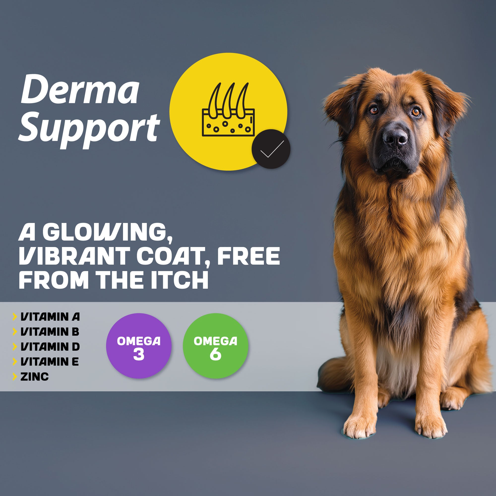 A brown and black dog sitting next to an infographic detailing the benefits and elements of derma support.