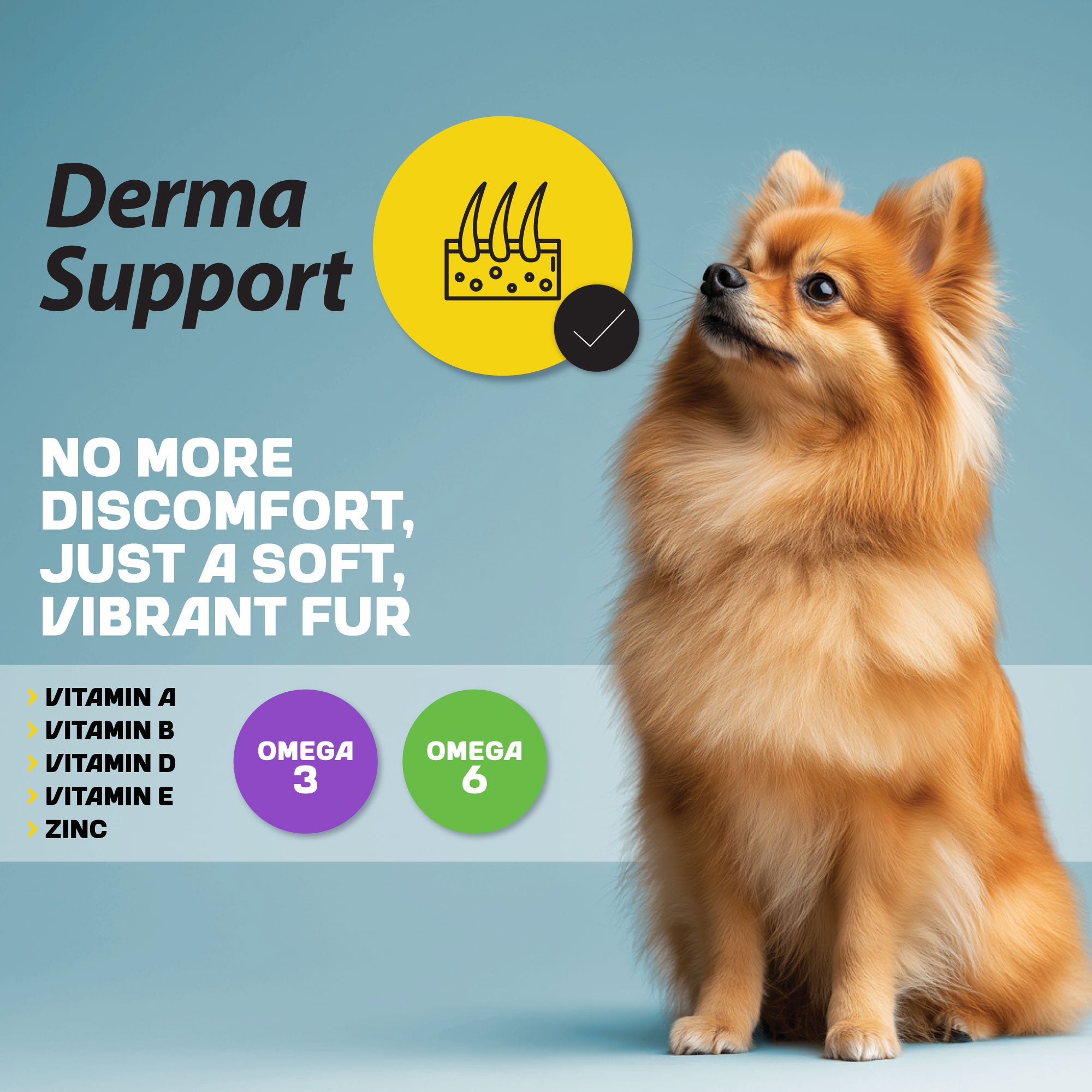 A little beige dog sitting next to an infographic about derma support, detailing its benefits and nutritional aspects.