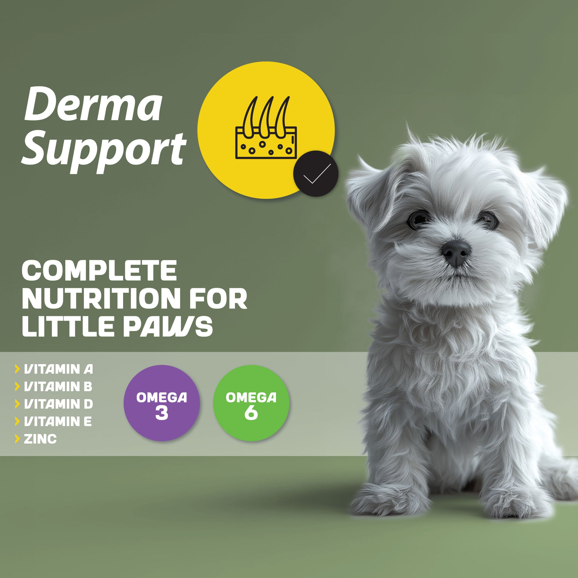 A fluffy white puppy sitting next to an infographic detailing the benefits and elements of derma support.