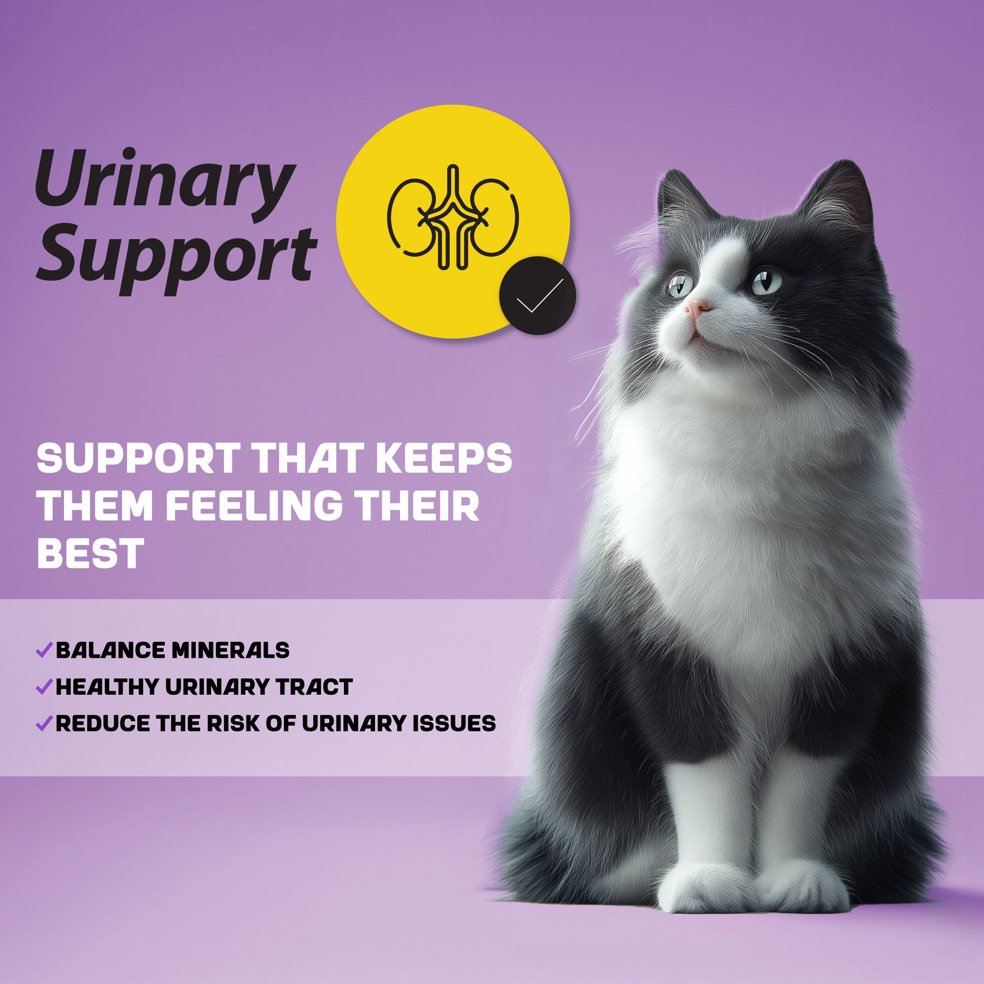 A black and white cat sitting and look to its right at information about urinary support for cats and its effects.